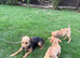 Jack Russel x Lakeland terrier