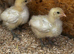 Chicks from day olds