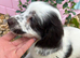 Cockapoo puppies, boys and girls