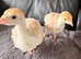 2x Red Bourbon Turkey chicks
