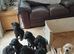 GORGEOUS GOLDENDOODLE PUPPIES READY TO LEAVE NOW