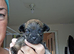 Cockapoo x chihuahua girls