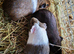 Baby guinea pigs for sale