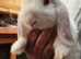 11 Week Old Lop Eared Bunnies in Northampton