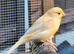 Male and female canaries