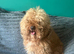 Toy poodle for stud