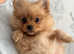 Beautiful fluffy Pomeranians READY NOW