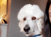 Standard poodle puppies