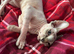 Sphnx kitten For sale