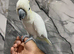 Friendly Lovely Super Tame Cuddly Lesser Sulphur Crested Cockatoo Parrot,3
