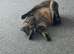 Tabby boy cat