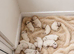 KC White Swiss Shepherd puppies Champion Bloodline