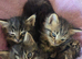 Mixed breed Norwegian forest and tabby