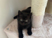 British Shorthair Kittens