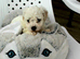 KC Registered Bichon Frise Champion Lines