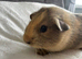 3 female guinea pig babies - still available ready to leave