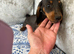 Miniature dachshund girl