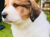 Ready in 1 week ️ pyrenees,  goldendoodle puppies
