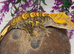 Harlequin male crested gecko *now dropped tail