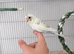 Hand tame baby pied budgie and cage