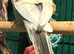Young Budgies 10/12 Weeks PLEASE READ AD
