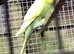 Hen budgies