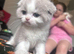 Scottish fold kittens