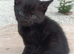 Beautiful kittens 2 chocolates left