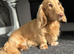 5* rated chocolate based cream X2 intensity L/H Kc reg stud