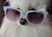 Stunning Pomeranian Boy for Stud
