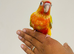 Hand reared conures for sale