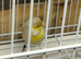 Silver and yellow canarie male