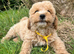 Fluffy teddy bear puppies
