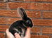 6 remaining Pedigree Miniature Rex Rabbits &ndash; Ready to Reserve