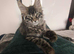 ready now STUNNING TICA MAINE COON KITTENS