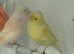 Canary hen