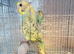 Baby budgies