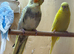 Budgies both male and female