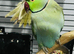 Green ringneck blue shed male