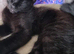 Two gorgeous boys looking for their forever home full bread Maine coons ready now