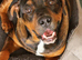 Rottie cross