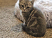 Female British shorthair kitten for sale