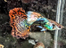 QUALITY GUPPIES by pairs line bred, producing fish identical to Parents;