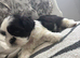 PROVEN lilac\ lavender imperial shihtzu