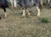 Tgca filly born 20/05/2024