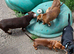 Lovely little miniature dachshund tiny girl