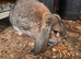 Female pure French lop