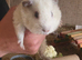 Guinea pigs sows, (females)