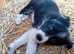 Border Collie puppies ISDS