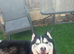 Lovely husky
